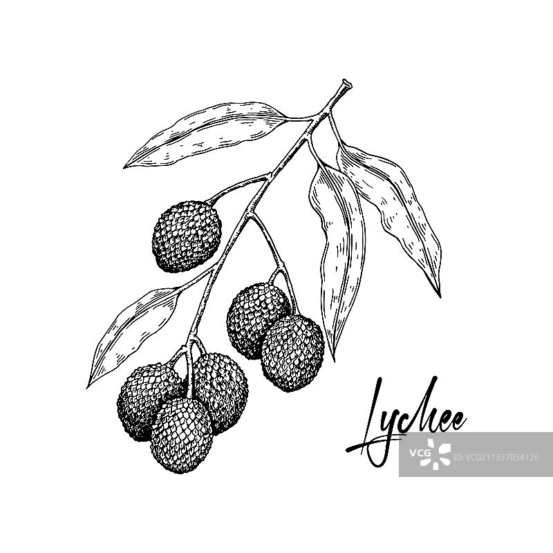 手绘荔枝枝条图片素材