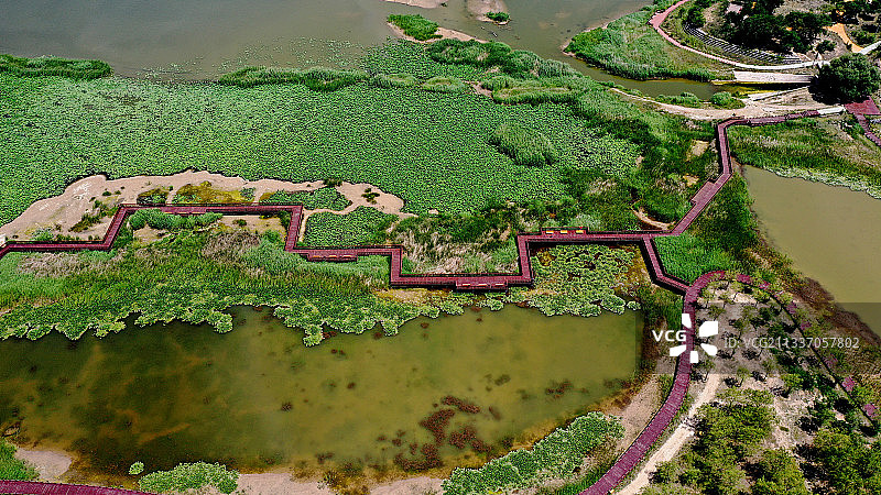 河北张家口官厅水库湿地夏日美景图片素材