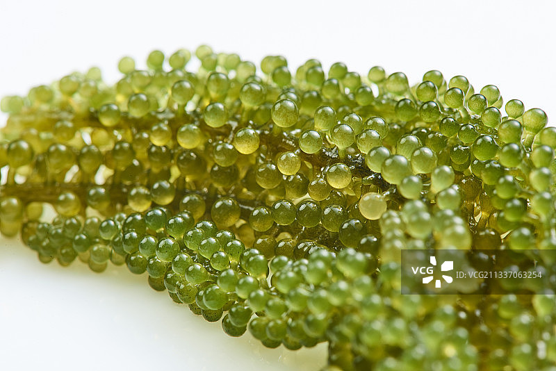 白色背景上的海葡萄海藻特写图片素材