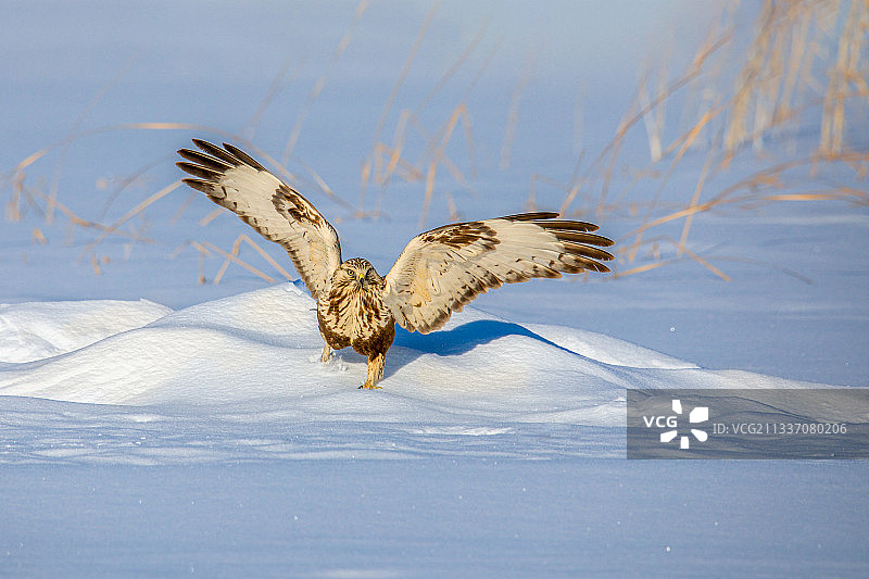 毛脚鵟图片素材