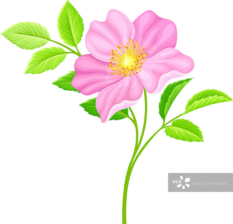 犬蔷薇，淡粉色图片素材