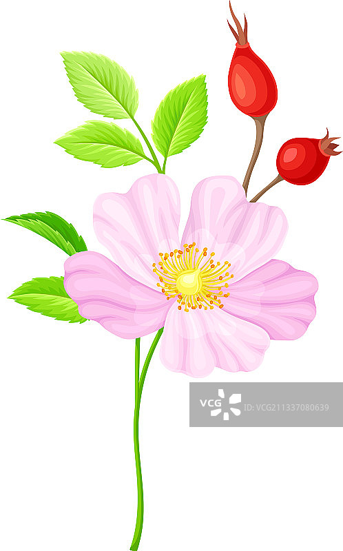 柔嫩粉色狗蔷薇图片素材