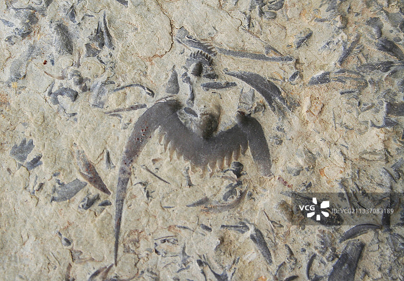 三叶虫化石图片素材