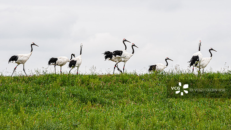 保护区草地上行走的丹顶鹤鹤群图片素材