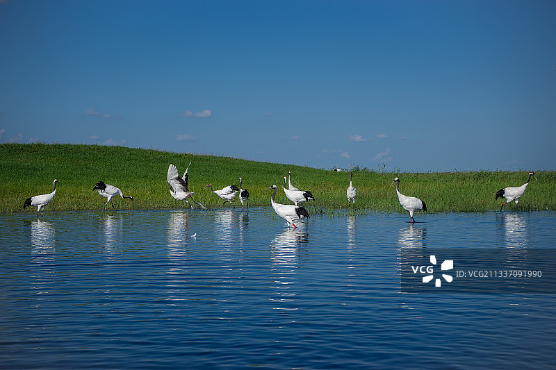 扎龙自然保护区湿地丹顶鹤图片素材