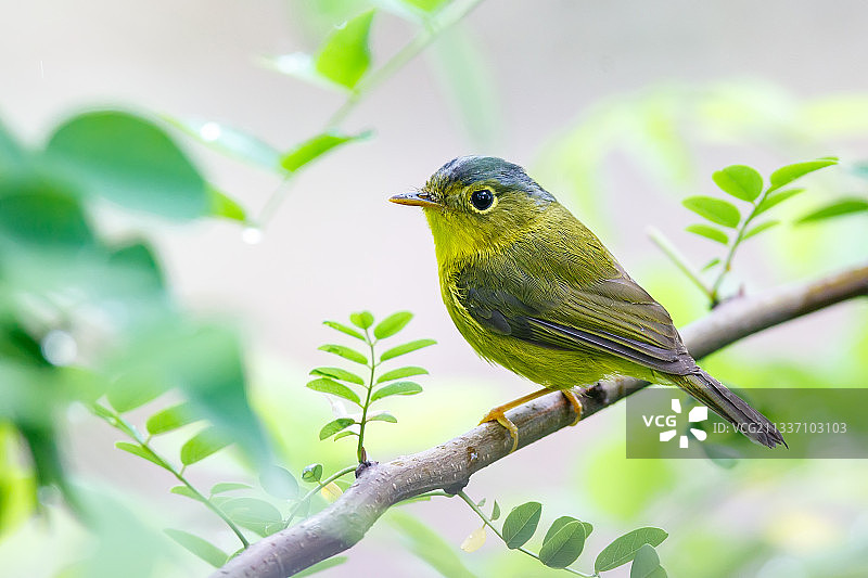 灰冠鹟莺图片素材