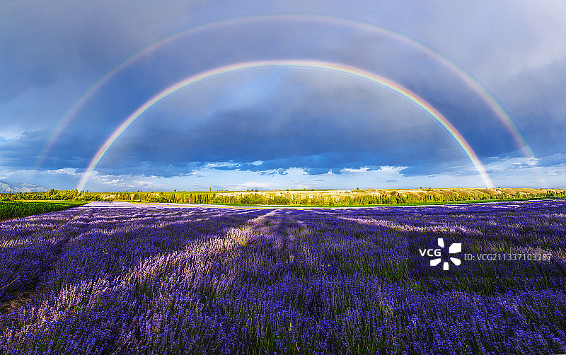 霍城薰衣草地双彩虹图片素材