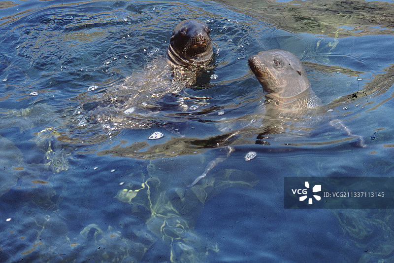 在海带中游泳的一对年轻加州海狮图片素材