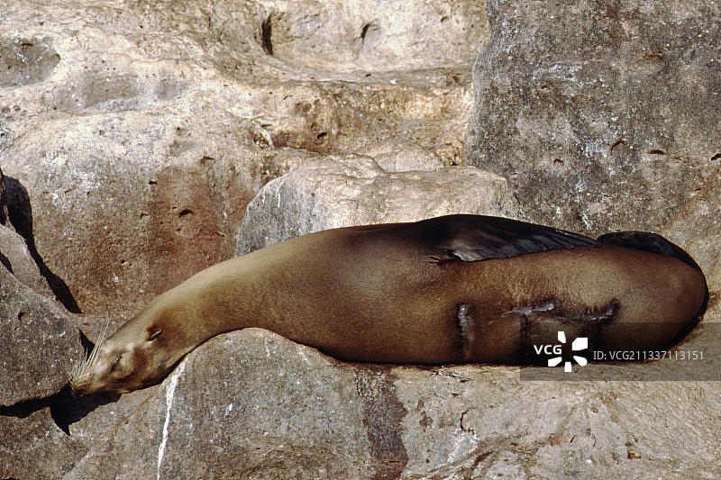 年轻的加州海狮在岩石上休息，受船只惊吓图片素材