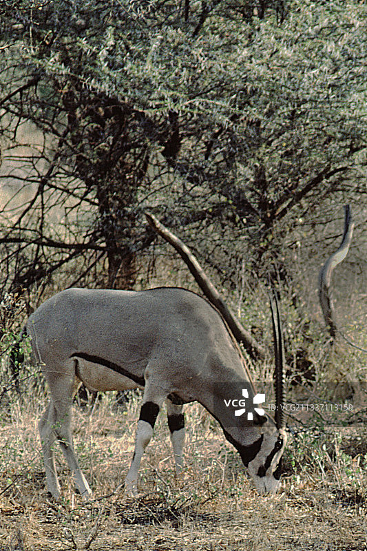 东非剑羚图片素材