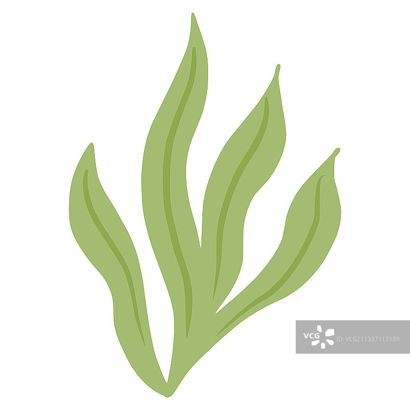 白色背景下分离的石莼海藻图片素材