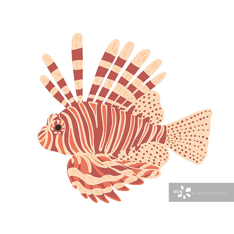 白色背景下的美丽狮子鱼图片素材