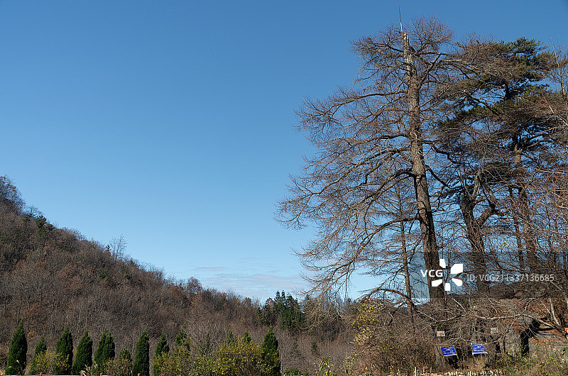 安徽安庆市岳西县鹞落坪古金钱树图片素材
