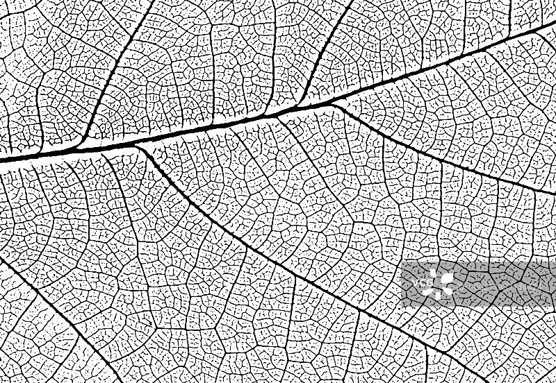 用于叠加的叶脉纹理自然背景图片素材