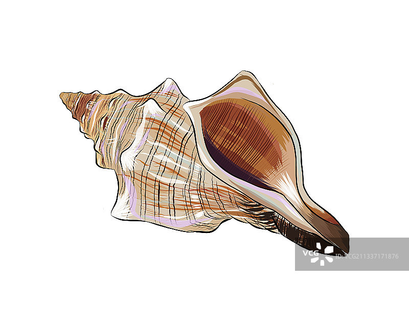 水彩风格海螺图片素材