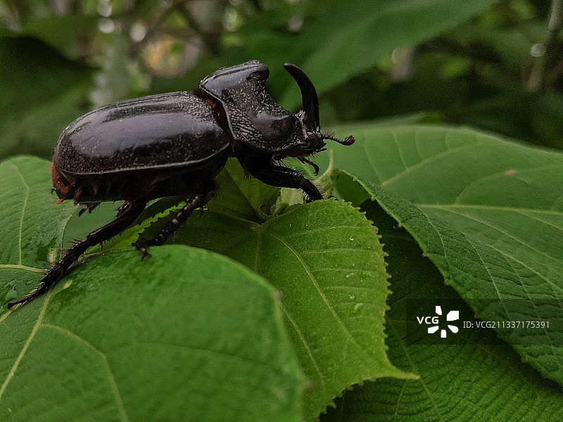 独角仙图片素材