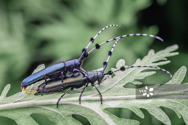 合欢------苜蓿多节天牛图片素材