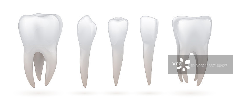 牙齿类型逼真牙科解剖结构3D切牙图片素材