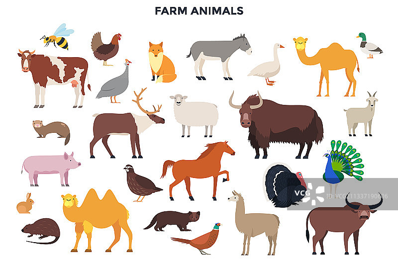 动物套装图片素材