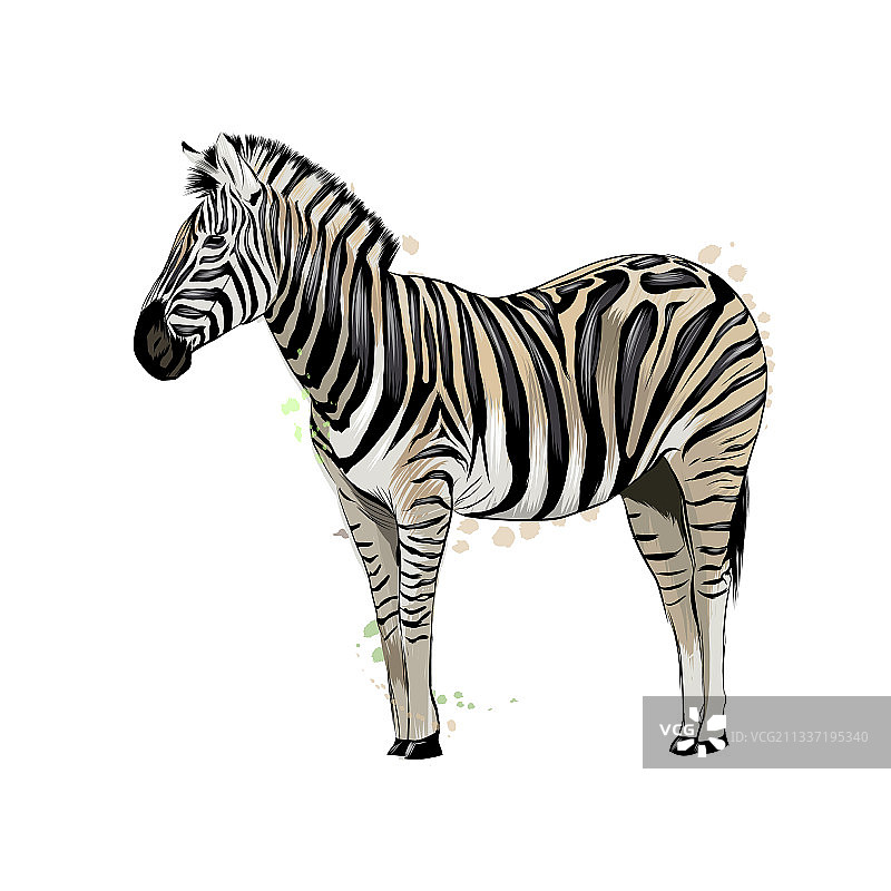 水彩飞溅彩色斑马绘画图片素材