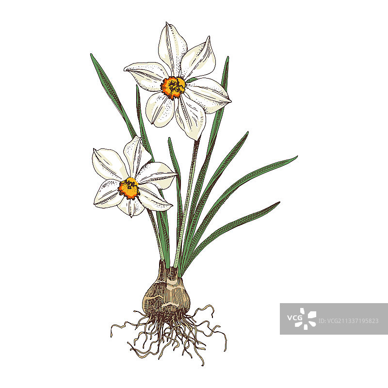 手绘的春天水仙花图片素材