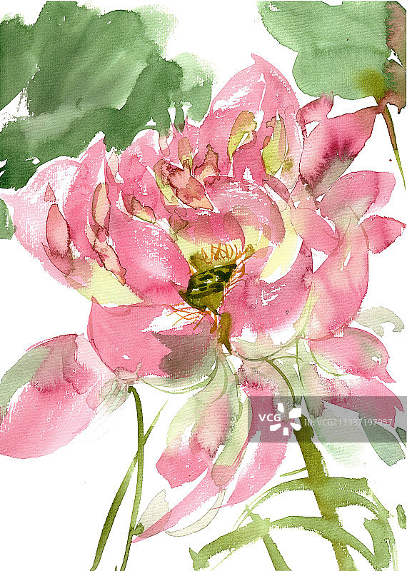 盛开的荷花图片素材