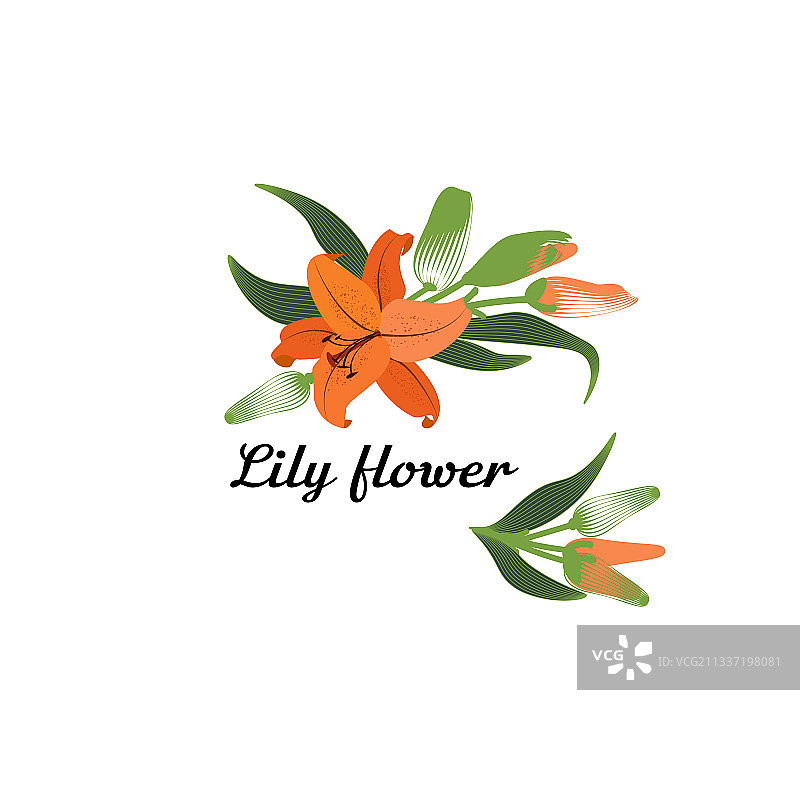 盛开百合花卡片图片素材