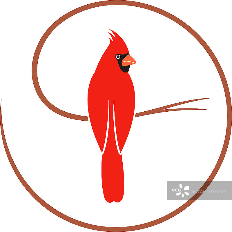 红衣主教鸟图片素材