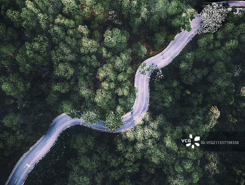 夏日的大顶岭林公园步道，悬浮于林之上，清风习习，曲径幽幽图片素材