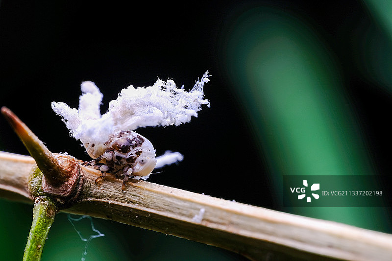 广翅蜡蝉若虫图片素材