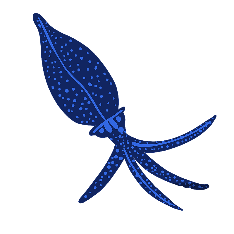 海洋生物墨鱼图片素材