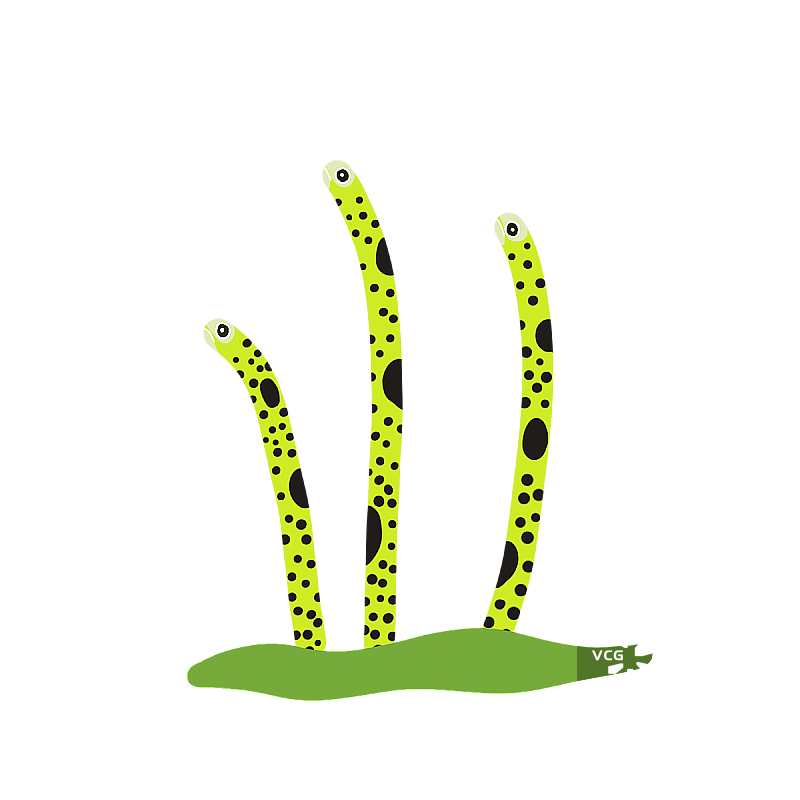 花园鳗鱼图片素材