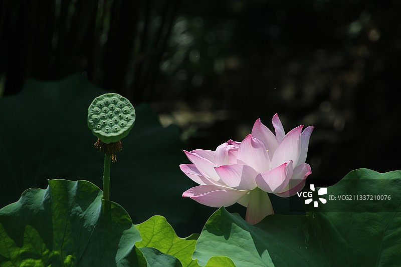 《夏之风韵》——拍摄于上海嘉定南翔古猗园图片素材