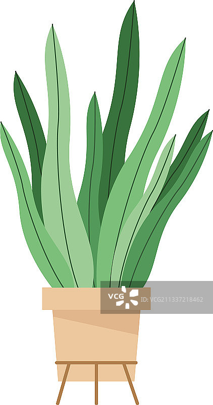 盆栽植物图片素材