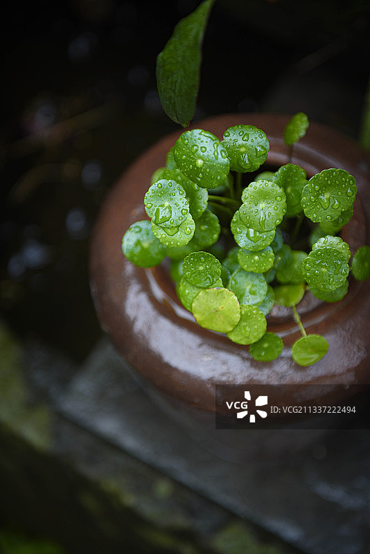 下雨天铜钱草图片素材