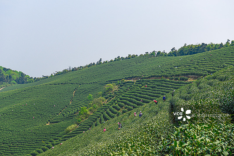浙江安吉白茶茶山采茶图片素材