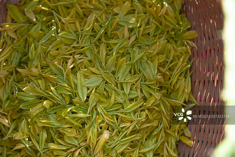 浙江安吉白茶茶山采茶图片素材