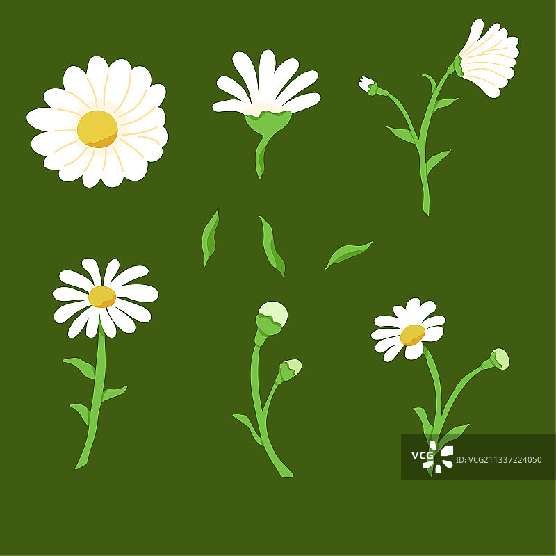 夏日小雏菊植物系列手绘插画素材集合图片素材
