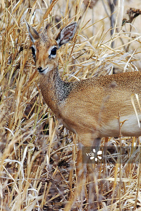 柯氏小羚羊特写图片素材