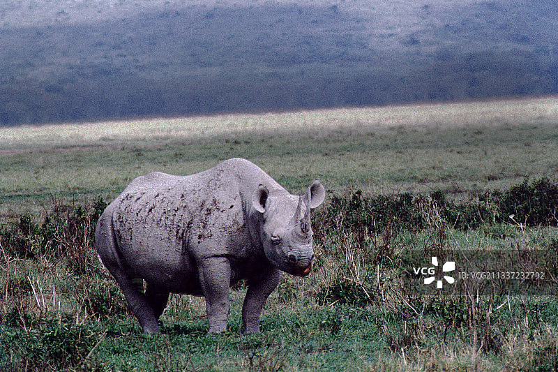 黑犀牛图片素材