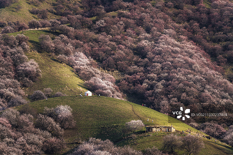 伊犁吐尔根杏花沟图片素材