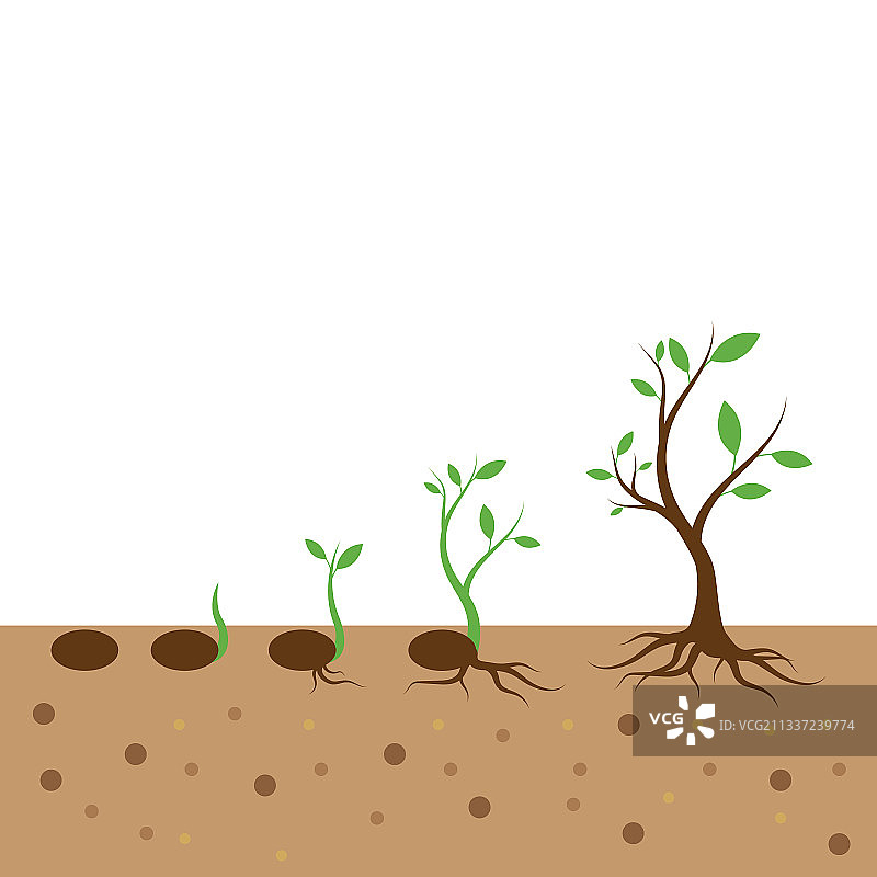 植物生命过程图片素材