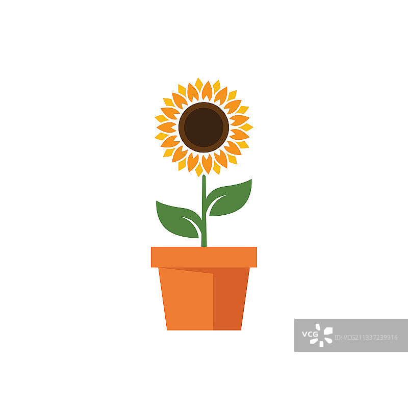 向日葵图片素材