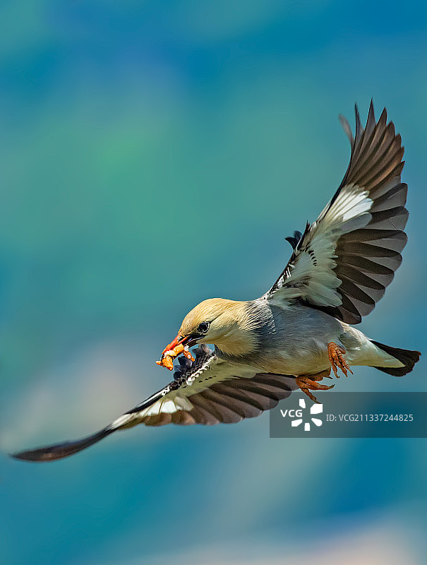 丝光椋鸟图片素材