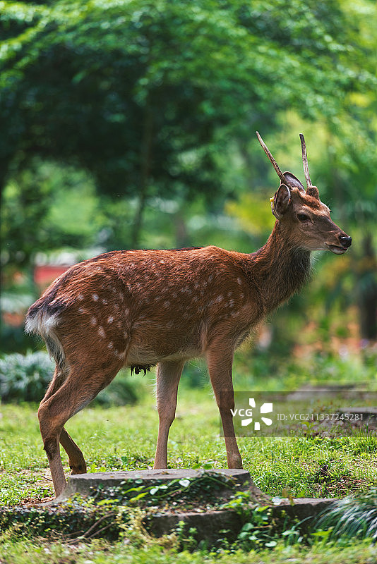 呦呦鹿鸣图片素材