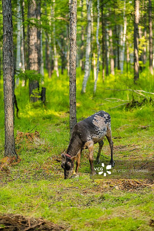 驯鹿，森林，内部，夏天，鄂温克族图片素材