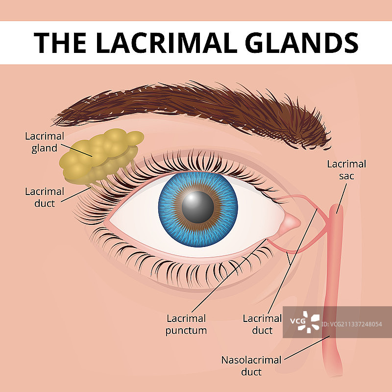 人眼与泪腺结构图片素材