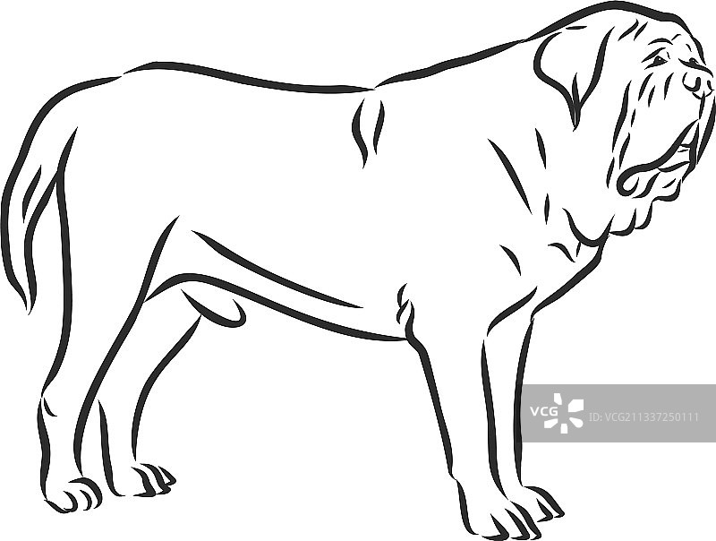英国獒犬独立速写图片素材
