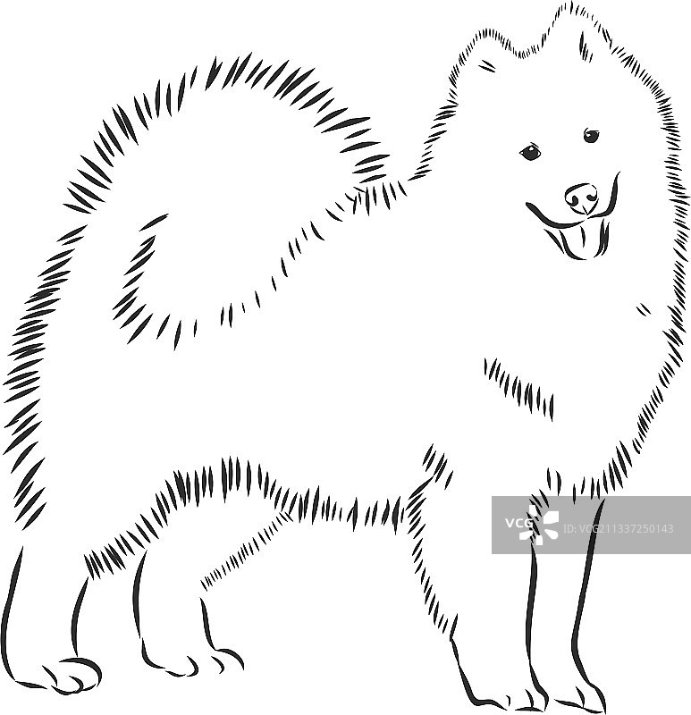 萨摩耶犬犬展标志符号图片素材