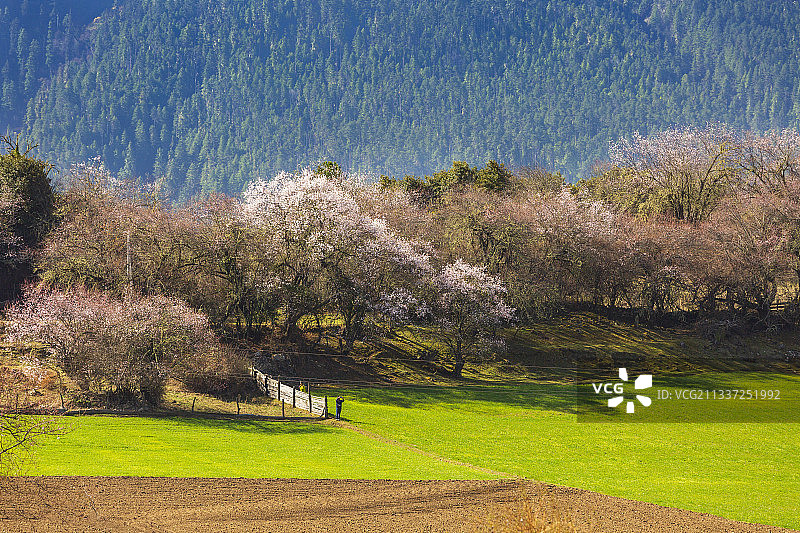 嘎朗桃花村图片素材